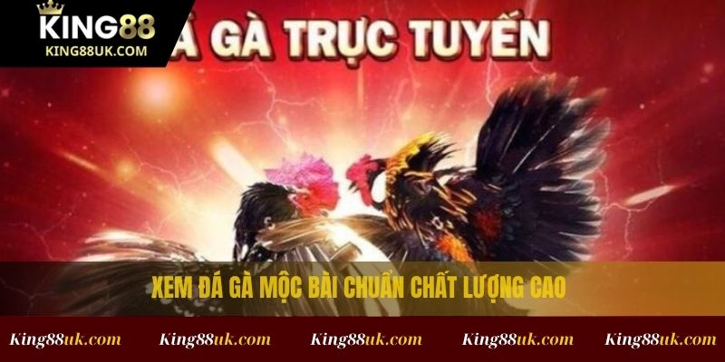 Trực Tiếp Đá Gà Mộc Bài
