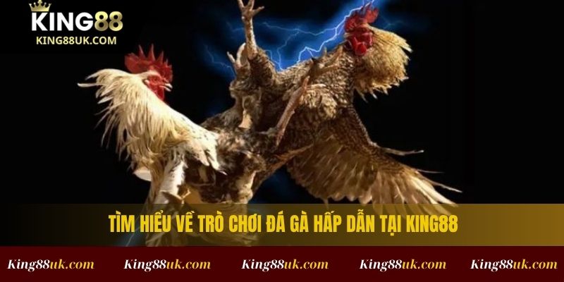 ĐÁ GÀ 1 Tìm hiểu về trò chơi đá gà hấp dẫn tại King88