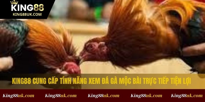 Trực Tiếp Đá Gà Mộc Bài – Trải Nghiệm Xem Live Đỉnh Cao Tại King88 4 King88 cung cấp tính năng xem đá gà Mộc Bài trực tiếp tiện lợi