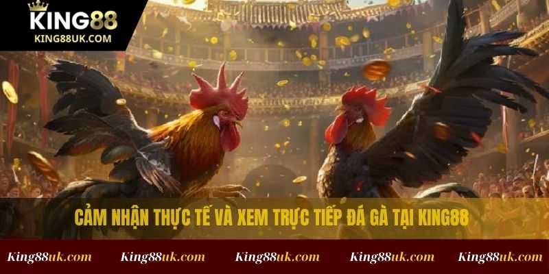 ĐÁ GÀ 3 Hướng dẫn chơi đá gà King88 cùng tỷ lệ cược dễ thắng