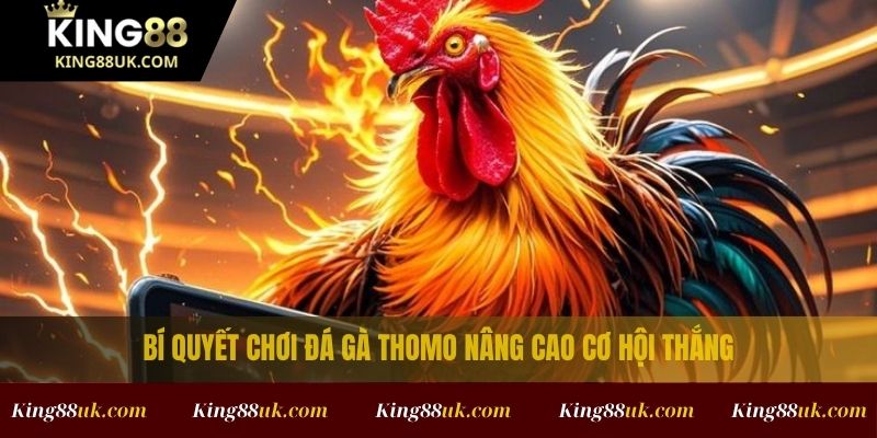 Trường Gà Thomo: Các Mẹo Chơi Giúp Tăng Tỷ Lệ Thắng 3 Bí quyết chơi đá gà Thomo nâng cao cơ hội thắng
