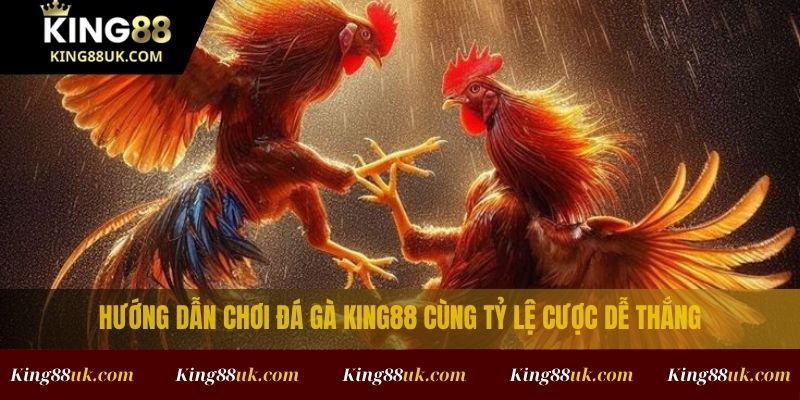ĐÁ GÀ 2 Hướng dẫn chơi đá gà King88 cùng tỷ lệ cược dễ thắng